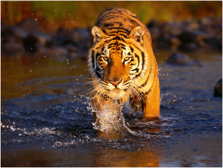 Exclusive Rajasthan With Ranthambhore